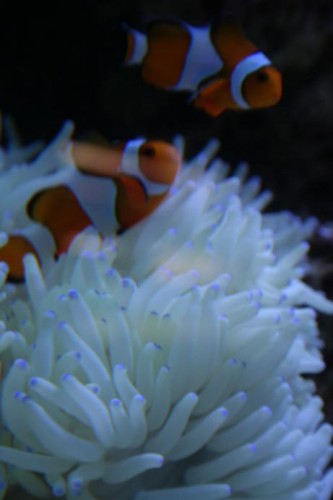 klovne og anemone 1.JPG