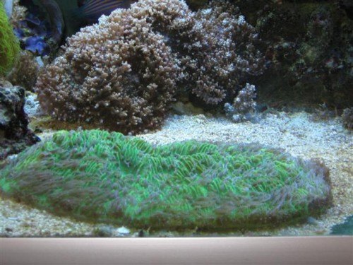 Grøn Fungia ca. 23 cm. lang og 12 cm. bred