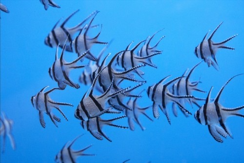 Pterapogon_kauderni[1].jpg
