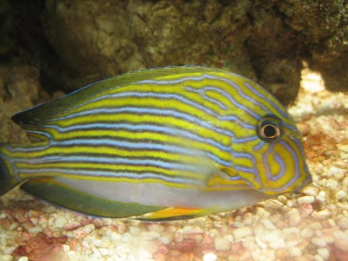 fisk 005.jpg