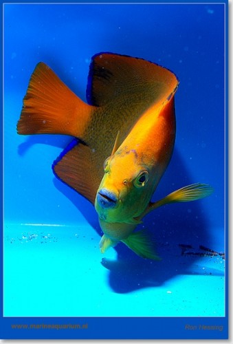 sHolacanthus%20clarionensis%2009.jpg