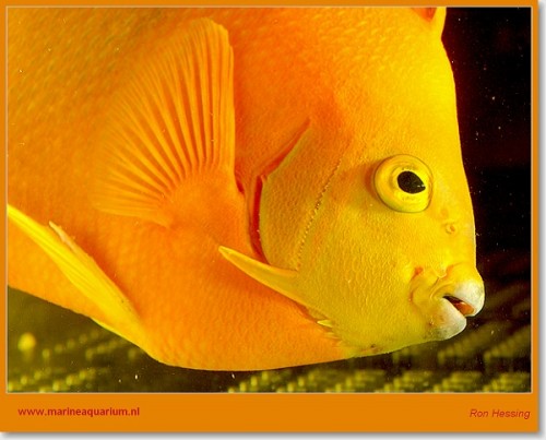 sHolacanthus%20clarionensis%2010.jpg