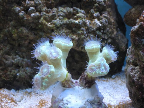 530'er 048 (Large).jpg