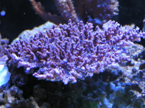 Billede 215 (Small).jpg