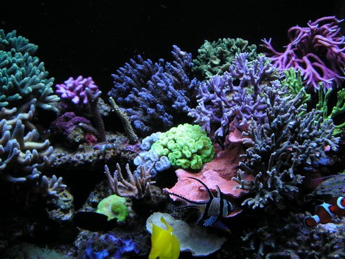 forum pic 107.jpg