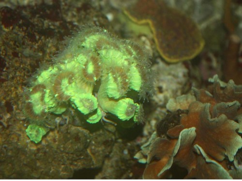 Caulastrea + pavona cactus om natten