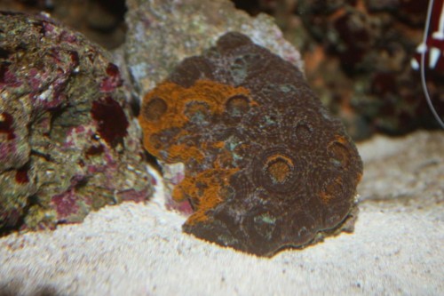 Acanthastrea om natten