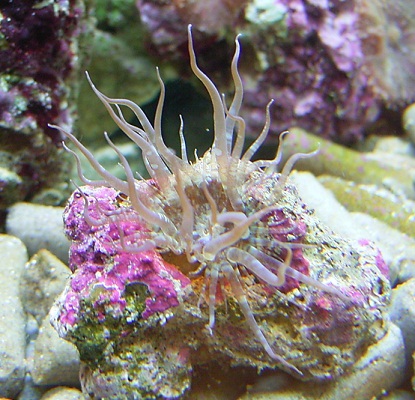 glasrose.jpg