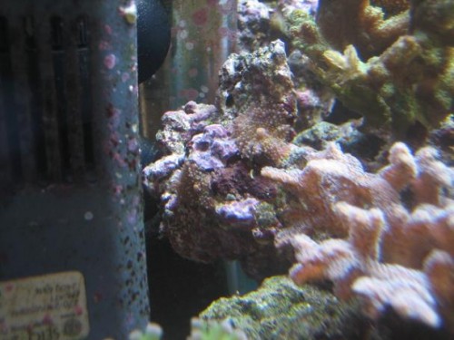 350L reef 027.jpg