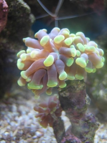 350L reef 020.jpg