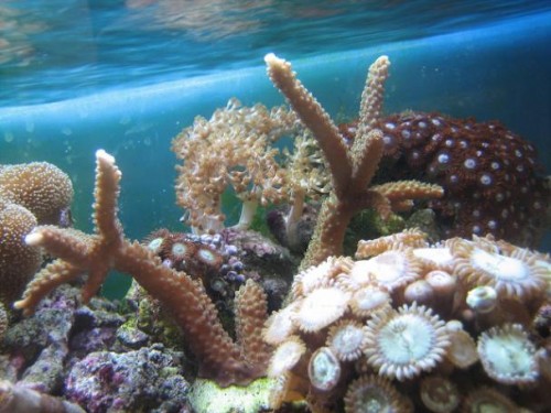 350L reef 012.jpg
