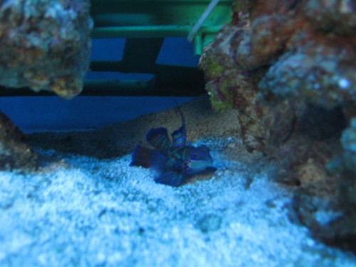 Billede 014 (Large).jpg