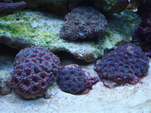 Billede 036 (Small).jpg