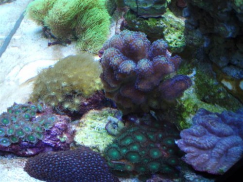 Billede 063 (Small).jpg