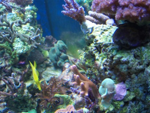 Billede 061 (Small).jpg