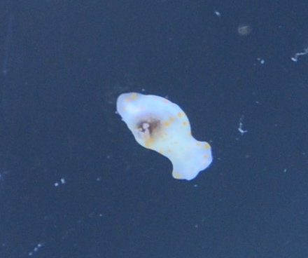 DSC_0015.JPG
