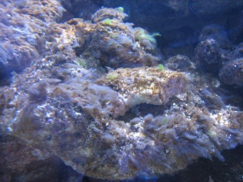 350L reef 042.jpg