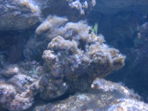 350L reef 039.jpg