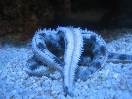 350L reef 053.jpg