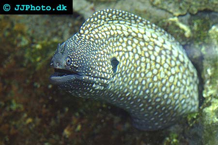 gymnothorax_meleagris_4.jpg