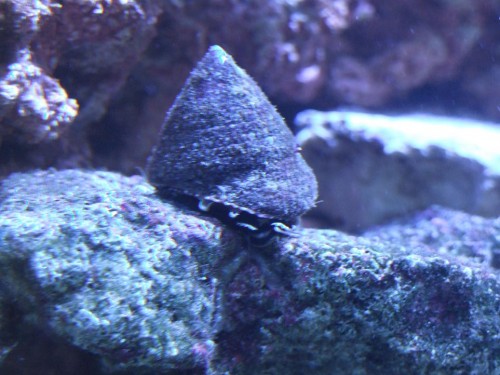 snegl