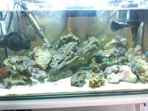 Hele akvariet (:
