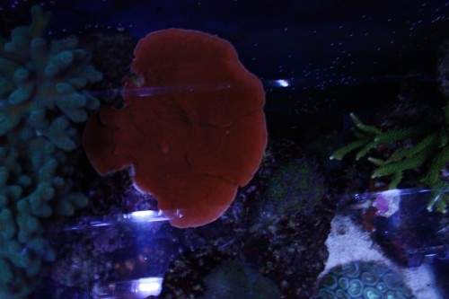 Rød plade montipora fra Nielsk