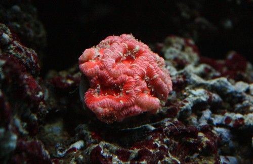 Fine fine acanthastrea :)