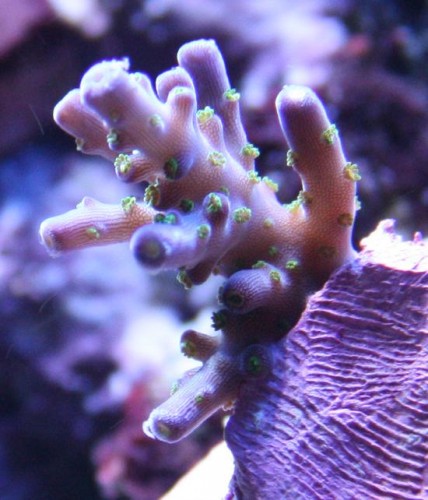 Fin acropora fra Brian