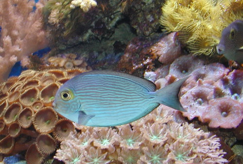 Acanthurus mata