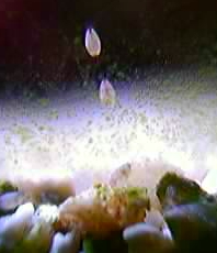 Dyrene er ca. 0,5 - 1 mm