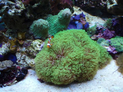 Billede 009 (Small).jpg
