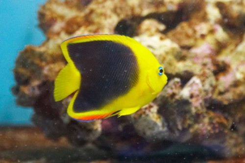Holocanthus_tricolor.jpg
