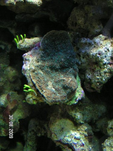 Grøn montipora