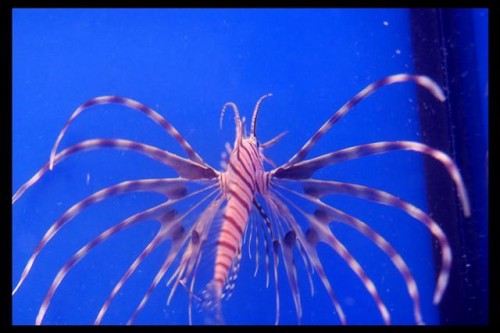 Decocean fisk (64) (Small).JPG