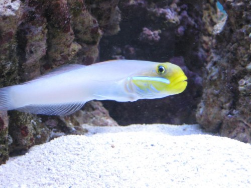 Billede 005 (Large).jpg