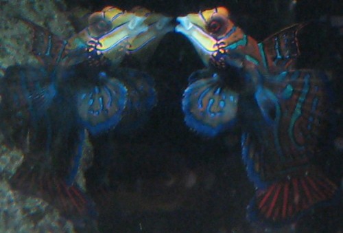 mandarin1.jpg