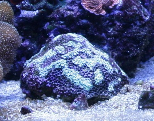 Goniopora 14-05-2009 (Small).JPG