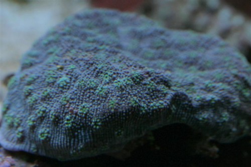 Echinopora 2a.JPG