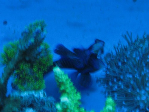 530'er 015 (Large).jpg