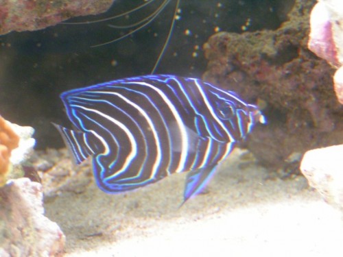 PICT0027.JPG