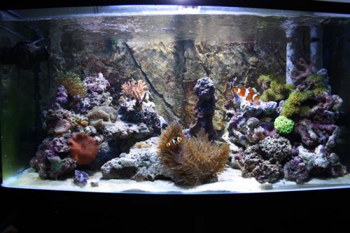 Mit akvarium
