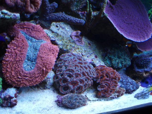 Billede 033 (Small).jpg