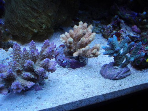 Billede 024 (Small).jpg