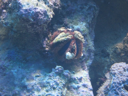 Mespilia globulus