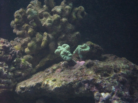 Caulastrea furcata
