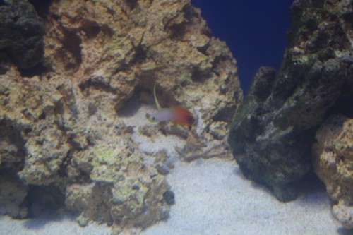 Ildhale, Nemateleotris Magnifica
