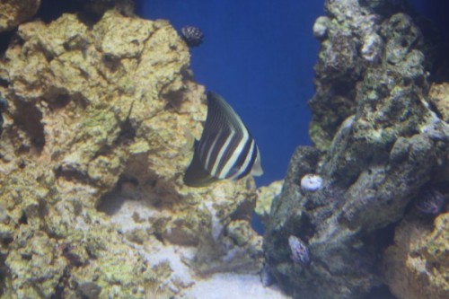 Zebrasoma Veliferum 04.jpg