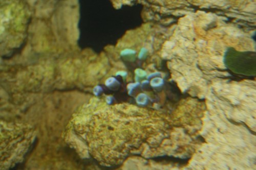 Caulastrea