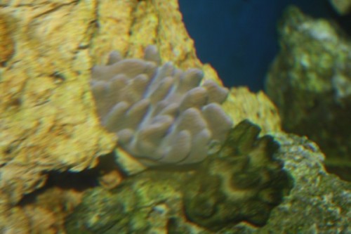 Lobophytom crassum
